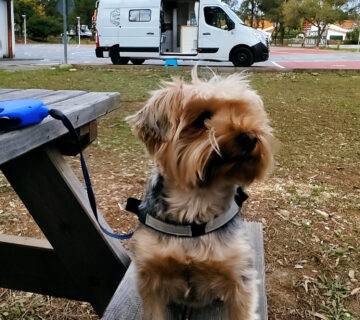 Viajar con Mascotas