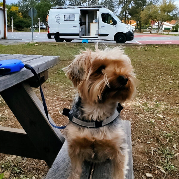 Viajar con Mascotas