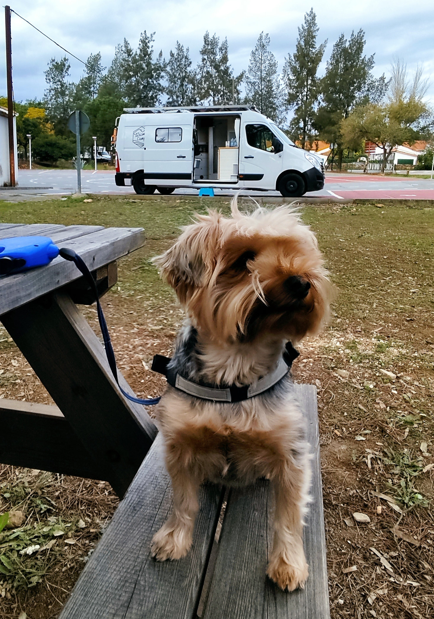 Viajar con Mascotas
